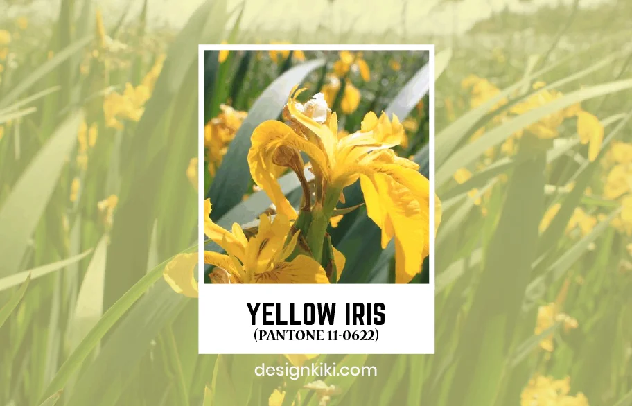 yellow iris